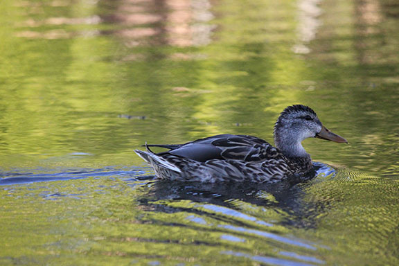Duck your cravings using mindfulness