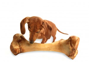 dog with huge bone